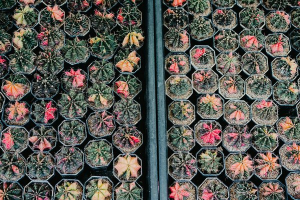15 Tipos de Suculentas Fáceis de Cuidar para Quem Mata Todas as Plantas - Pura Six