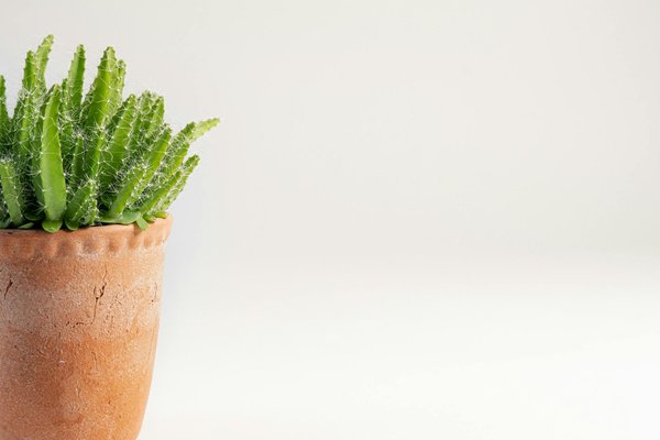 adubar suculentas - imagem ilustrativa