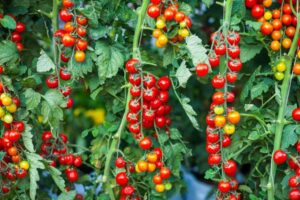 Como Cultivar Tomates Cereja em Vasos Mesmo Sem Quintal - Pura Six