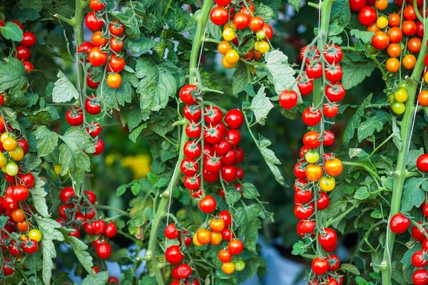 Como Cultivar Tomates Cereja em Vasos Mesmo Sem Quintal - Pura Six