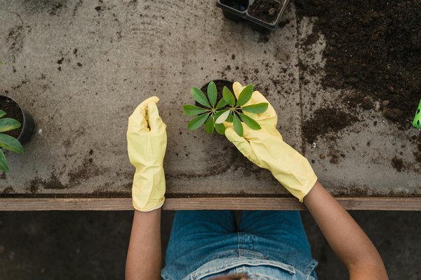 Como Renovar um Jardim Vertical que Está Morrendo: Guia de Recuperação - imagem
