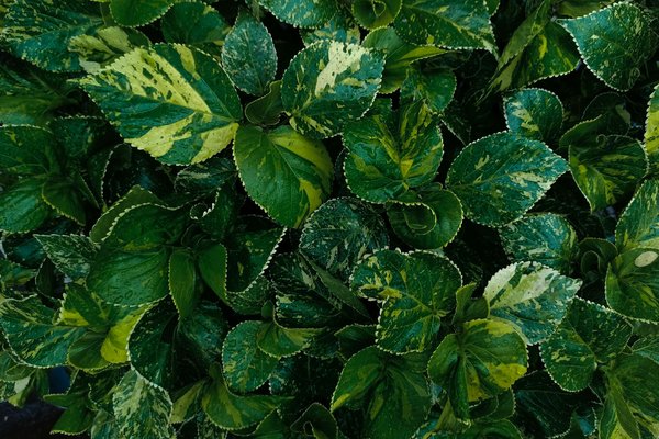 Por Que Suas Hortaliças Estão Amarelando e Como Corrigir Rápido - Pura Six