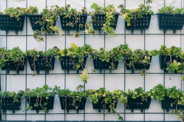 Quanto Custa Fazer um Jardim Vertical em Casa: Do Básico ao Premium - Pura Six