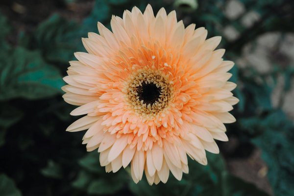 Suculentas que Mudam de Cor com o Sol e Como Conseguir Esse Efeito - Pura Six